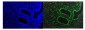 Anti-KAP1/TRIM28 Antibody Picoband™ (monoclonal, 3H2)